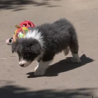 Cascade, a male Border Collie for sale in Douglass, KS – 1 of 10