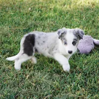 Ozzie, a male Border Collie for sale in Douglass, KS – 7 of 8
