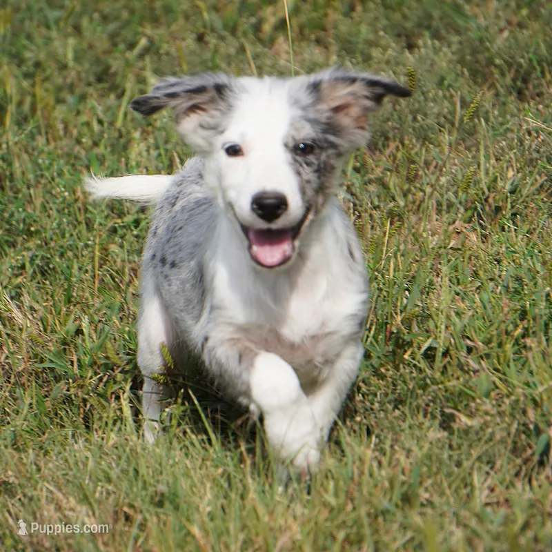 Orca – Border Collie puppy for sale in Douglass, KS
