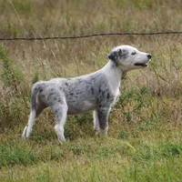 Orca, a male Border Collie for sale in Douglass, KS – 2 of 4
