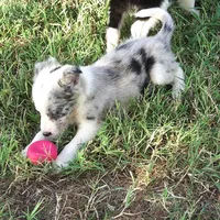 Orca, a male Border Collie for sale in Douglass, KS – 2 of 8