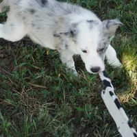 Orca, a male Border Collie for sale in Douglass, KS – 4 of 7