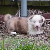 Talon, a female Border Collie for sale in Douglass, KS – 8 of 8