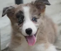 Titan, a male Border Collie for sale in Douglass, KS – 2 of 3