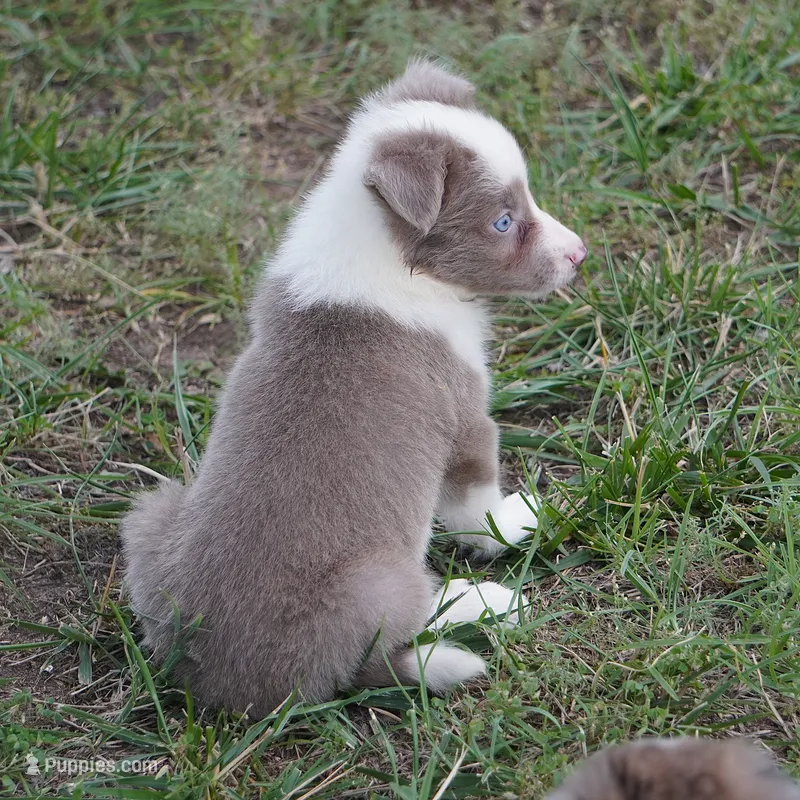 Torque – Border Collie puppy for sale in Douglass, KS