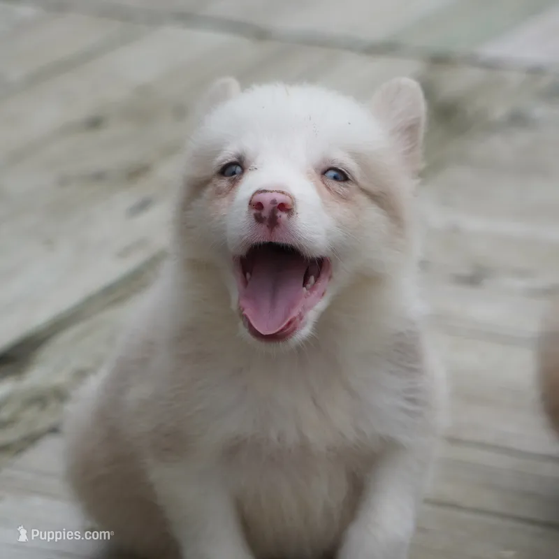 Trevor – Border Collie puppy for sale in Douglass, KS