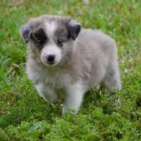 Titan, a male Border Collie for sale in Douglass, KS – 5 of 6