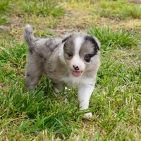 Nimbus, a male Border Collie for sale in Douglass, KS – 3 of 6