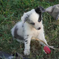 Osaka, a female Border Collie for sale in Douglass, KS – 3 of 6