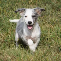 Orca, a male Border Collie for sale in Douglass, KS – 3 of 4