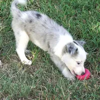 Orca, a male Border Collie for sale in Douglass, KS – 3 of 8