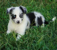 Outlaw, a male Border Collie for sale in Douglass, KS – 1 of 5