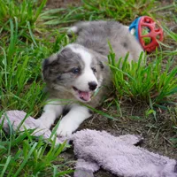 Nomad, a male Border Collie for sale in Douglass, KS – 6 of 6