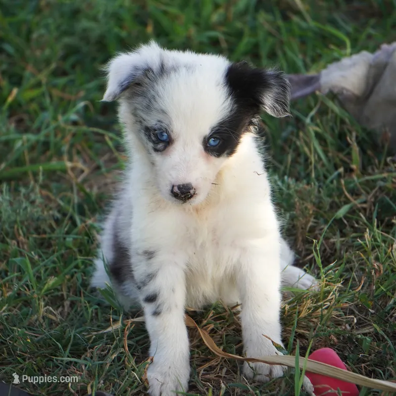 Osaka – Border Collie puppy for sale in Douglass, KS