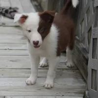 Tatum, a female Border Collie for sale in Douglass, KS – 5 of 7