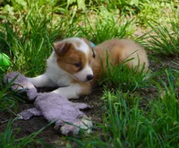 Nutmeg, a male Border Collie for sale in Douglass, KS – 2 of 10