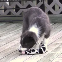 Cascade, a male Border Collie for sale in Douglass, KS – 3 of 7