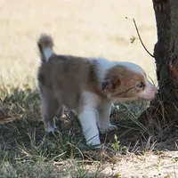 Isaac, a male Border Collie for sale in Douglass, KS – 2 of 3