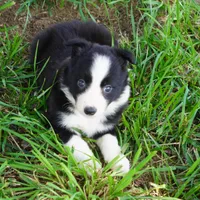 Namoura, a female Border Collie for sale in Douglass, KS – 5 of 7