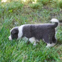 Nile, a female Border Collie for sale in Douglass, KS – 6 of 7