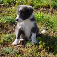 Cascade, a male Border Collie for sale in Douglass, KS – 6 of 8