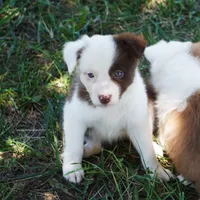 Tatum, a female Border Collie for sale in Douglass, KS – 3 of 4