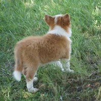 Nutmeg, a male Border Collie for sale in Douglass, KS – 3 of 4
