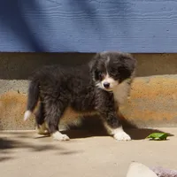 Cascade, a  Border Collie for sale in Douglass, KS – 2 of 10