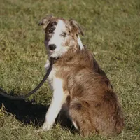 Titan, a male Border Collie for sale in Douglass, KS – 7 of 7
