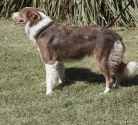 Dawn, a female Border Collie for sale in Douglass, KS – Photo 3 of 3