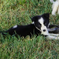 Orlando, a male Border Collie for sale in Douglass, KS – 6 of 9