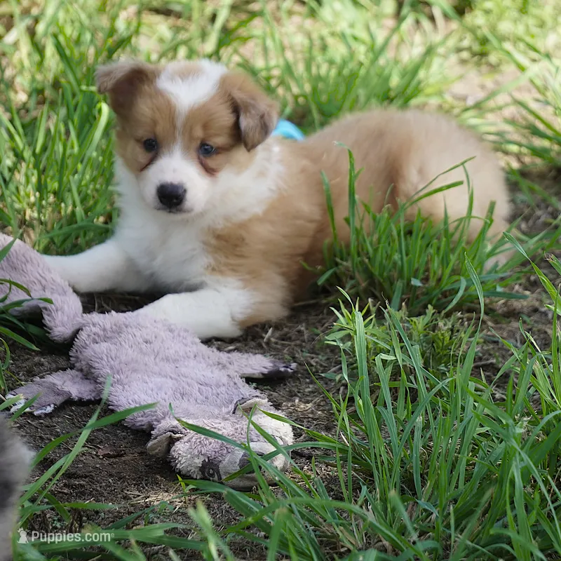 Nutmeg – Border Collie puppy for sale in Douglass, KS