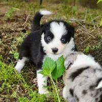 Cobalt, a male Border Collie for sale in Douglass, KS – Photo 3 of 6