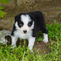 Cobalt, a male Border Collie for sale in Douglass, KS – Photo 4 of 6