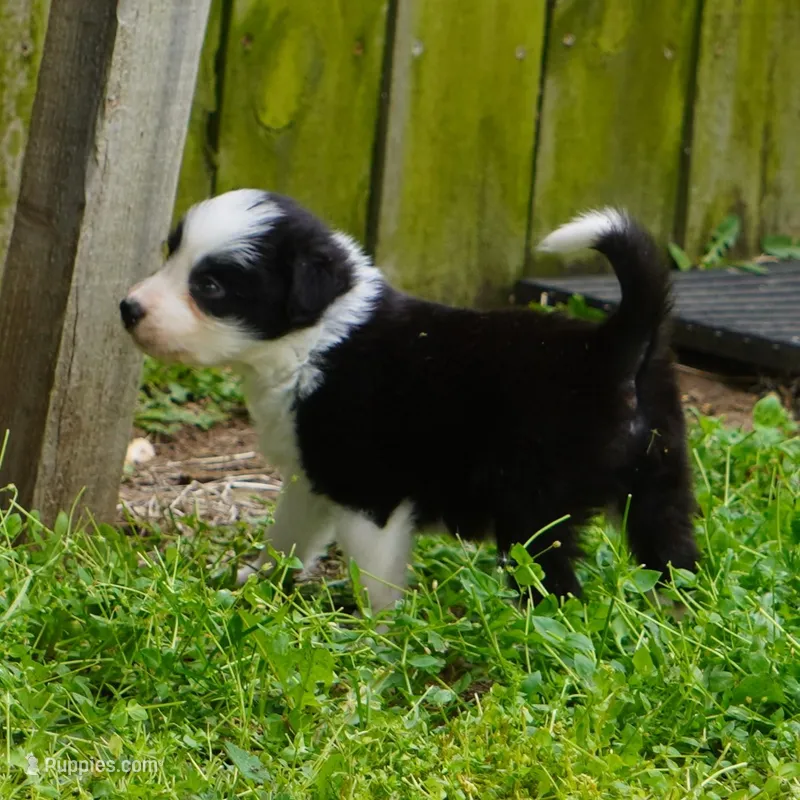 Cobalt – Border Collie puppy for sale in Douglass, KS