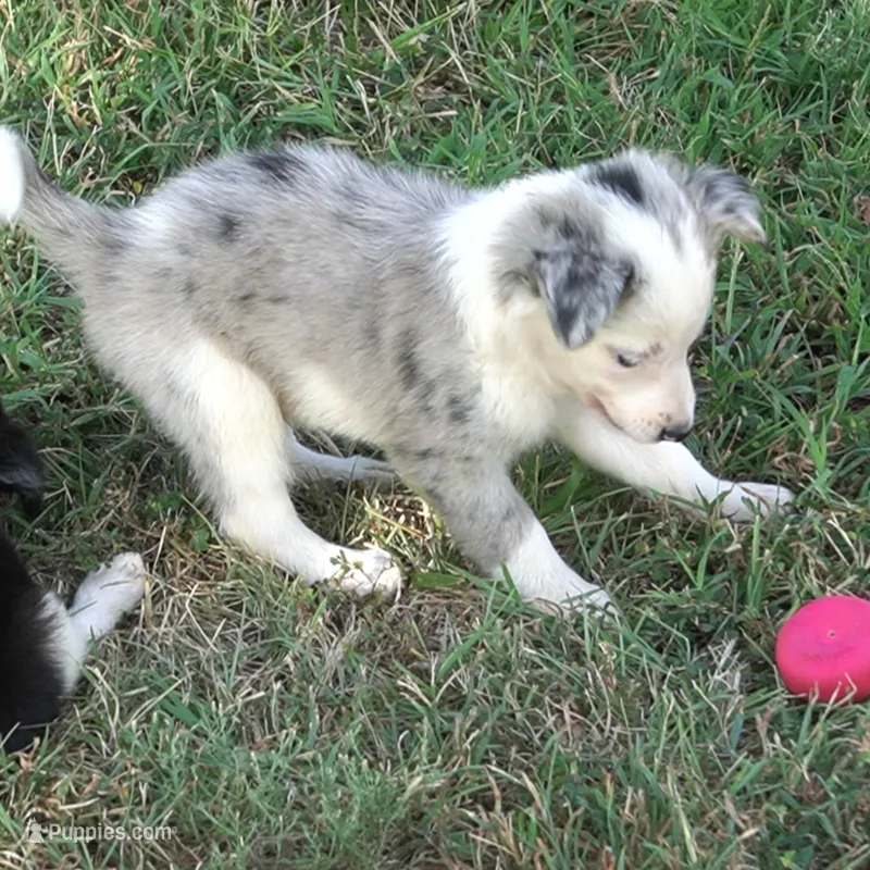 Orca – Border Collie puppy for sale in Douglass, KS