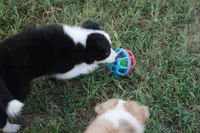 India, a female Border Collie for sale in Douglass, KS – 8 of 9
