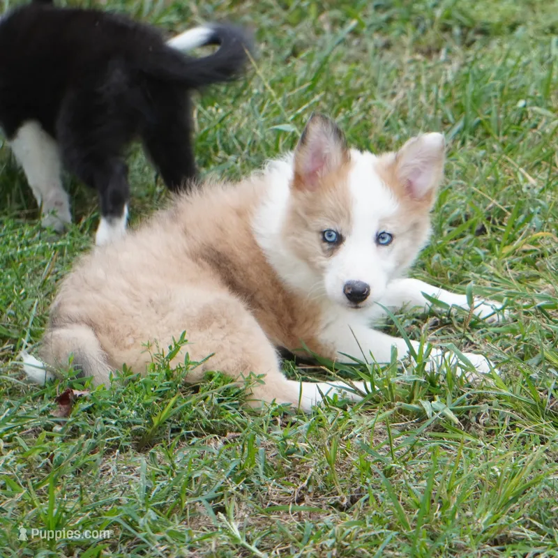 Icarus – Border Collie puppy for sale in Douglass, KS