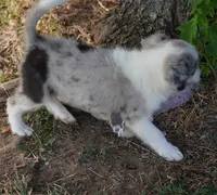 Ozzie, a male Border Collie for sale in Douglass, KS – 5 of 8