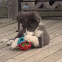 Cascade, a male Border Collie for sale in Douglass, KS – 6 of 7