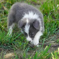 Colt, a male Border Collie for sale in Douglass, KS – 8 of 10