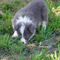 Colt, a male Border Collie for sale in Douglass, KS – 4 of 10