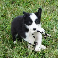 India, a female Border Collie for sale in Douglass, KS – 4 of 9
