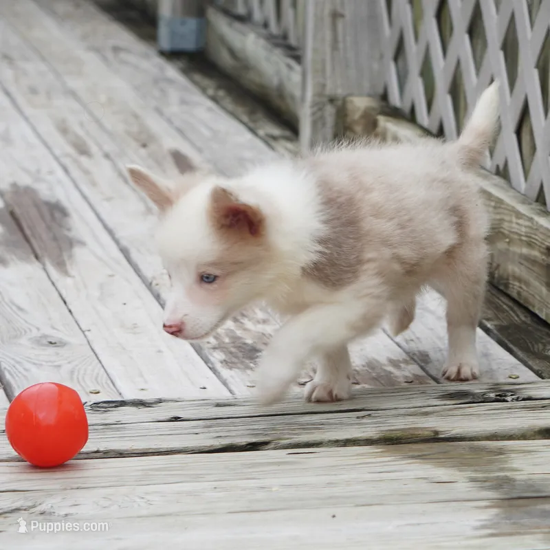 Trevor – Border Collie puppy for sale in Douglass, KS