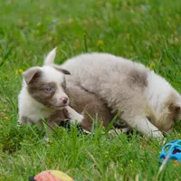 Torque, a male Border Collie for sale in Douglass, KS – 2 of 5