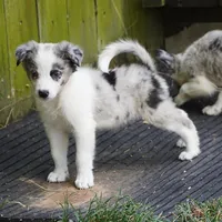 Ozzie, a male Border Collie for sale in Douglass, KS – 2 of 8
