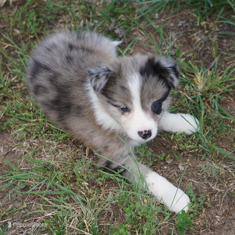 Nimbus – Border Collie puppy for sale in Douglass, KS
