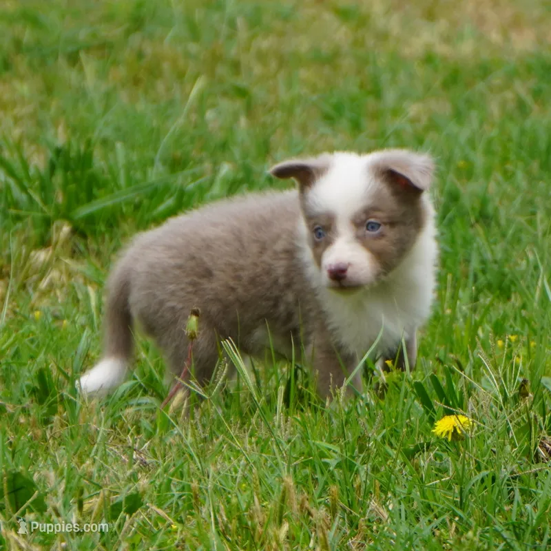 Torque – Border Collie puppy for sale in Douglass, KS