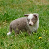 Torque, a male Border Collie for sale in Douglass, KS – 1 of 5