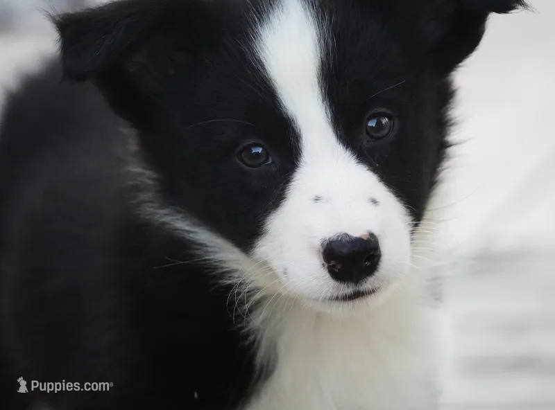 Tilly – Border Collie puppy for sale in Douglass, KS